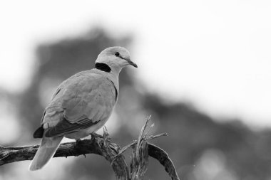 Güney Afrika'da Kuş güvercin
