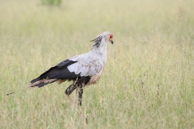 Sekreter kuşu avlamaya gıda uzun otların, Kruger National Park, Güney Afrika