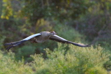 Yeşil arka planda uçan Mısır kazı Kruger Ulusal Parkı, Güney Afrika