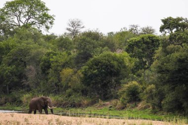 Afrika fili River Kruger Milli Parkı'nda yürüyüş