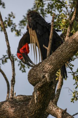 Nesli tükenmekte olan kara Kartallar ağacında, Güney Afrika