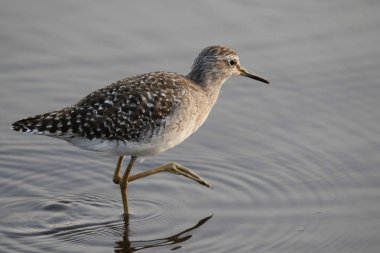 Ahşap sandpiper kuş gıda sığ nehir su, Güney Afrika için arıyorsunuz