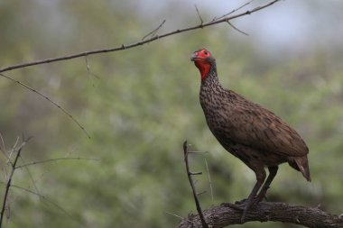 Swainson'ın Turaç spurfowl kuş bush arka planda, Kruger Milli Parkı ile dal