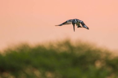  kingfisher kuş ve mavi gökyüzü arka plan