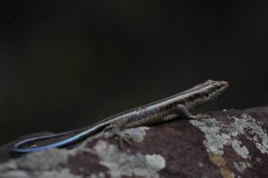 Liken üzerinde mavi kuyruklu düz kertenkele koyu yeşil arka plan ile kaya kaplı, Kruger Milli Parkı, Güney Afrika