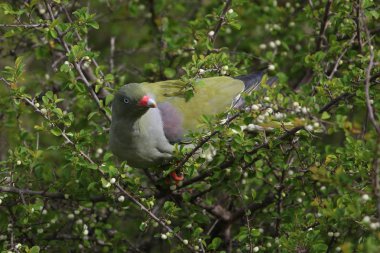 Afrika yeşil güvercin kuşu çalıların arasında Kruger National Park, Güney Afrika gıda arıyorsunuz