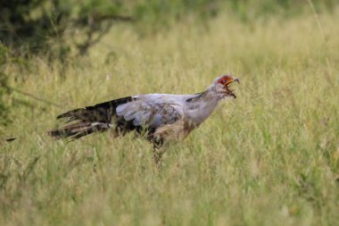 Sekreter kuşu avlamaya gıda uzun otların, Kruger National Park, Güney Afrika