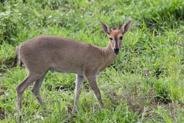 Milli Park içinde küçük antilop