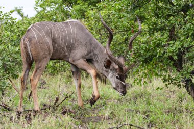 Ağaçlar gür alanında, Kruger National Park, Güney Afrika yemek kudu antilop