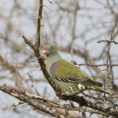 Afrika yeşil güvercin kuşu çalıların arasında Kruger National Park, Güney Afrika gıda arıyorsunuz