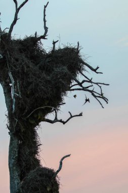 Gün batımında ağaçta yuvalar etrafında uçan dokumacılar, Kruger Ulusal Parkı, Güney Afrika
