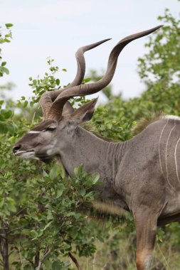 Ağaçlar gür alanında, Kruger National Park, Güney Afrika yemek kudu antilop