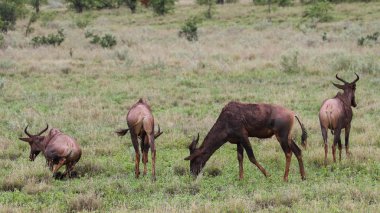 Çimenli bir ovada küçük kızıl hartebeest antilop sürüsü, Kruger Ulusal Parkı, Güney Afrika