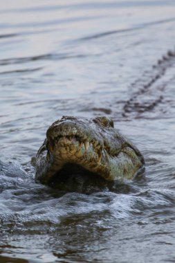 Nil timsahı avcılık balık Nehri su, Kruger National Park, Güney Afrika 