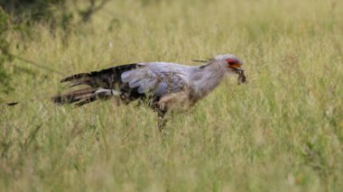 Sekreter kuşu avlamaya gıda uzun otların, Kruger National Park, Güney Afrika