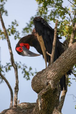 Nesli tükenmekte olan kara Kartallar ağacında, Güney Afrika