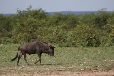 Wildebeest, gnu, Kruger National Park