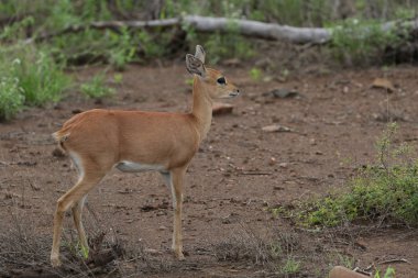 Çimenli alanda büyük kulakları ile küçük duiker antilop, Kruger Milli Parkı