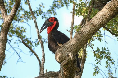Nesli tükenmekte olan kara Kartallar ağacında, Güney Afrika