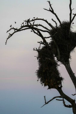 Gün batımında ağaçta yuvalar etrafında uçan dokumacılar, Kruger Ulusal Parkı, Güney Afrika