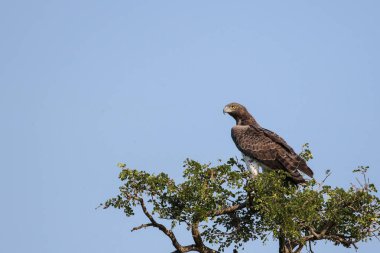 Mavi gökyüzü arka plan, Kruger Milli Parkı, Güney Afrika ile ağaç tepesinden av arayan Martial kartal kuş