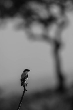 Gür bir ağaçta saklanan kahverengi taçlı çayogra kuşu, Kruger Ulusal Parkı, Güney Afrika