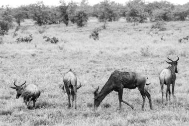 Çimenli bir ovada küçük kızıl hartebeest antilop sürüsü, Kruger Ulusal Parkı, Güney Afrika