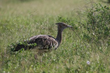 Kori damla kuş uzun otların arasında Kruger National Park çalım 