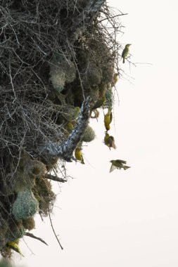 Gün batımında ağaçta yuvalar etrafında uçan dokumacılar, Kruger Ulusal Parkı, Güney Afrika
