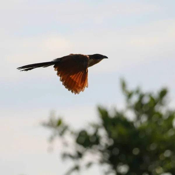 Ave Vuelo Parque Nacional Kruger Sudáfrica — Foto de Stock