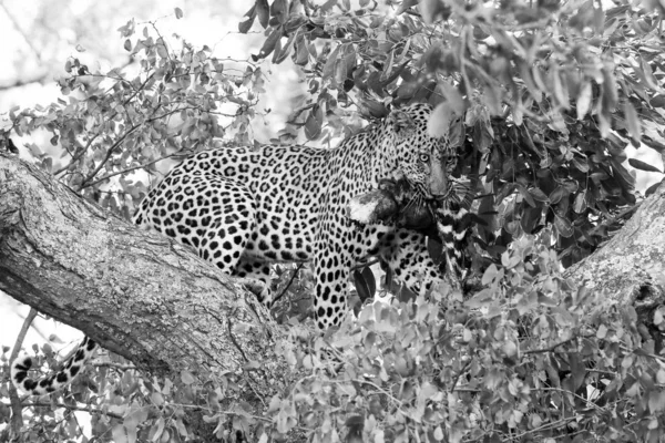 Leopard Eating Zebra Leg Tree Kruger National Park South Africa — Stock Photo, Image