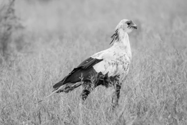 Sekreterare Fågeljakt För Livsmedel Långt Gräs Kruger National Park Sydafrika — Stockfoto
