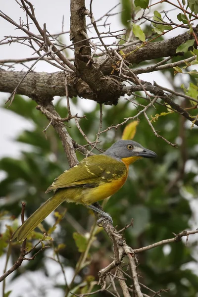 Arbusto Cabeza Gris Una Delgada Rama Árbol Sudáfrica — Foto de Stock