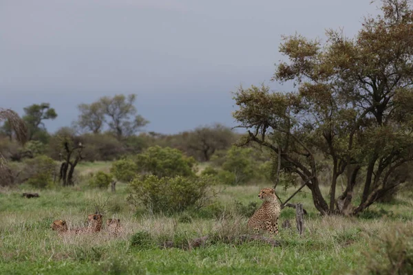 Léopards Kruger National Park Afrique Sud — Photo