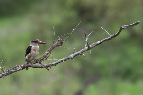 Woodland Kingfisher Πολύχρωμο Πουλί Στο Κλαδί Του Νεκρού Δέντρου Kruger — Φωτογραφία Αρχείου