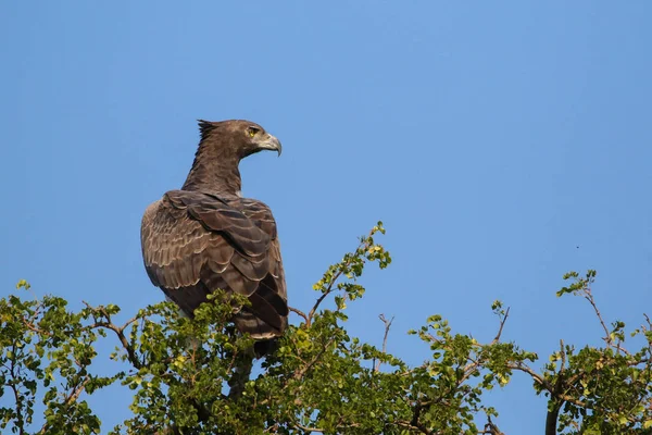 Martialischer Adlervogel Auf Der Suche Nach Beute Aus Baumwipfeln Mit — Stockfoto