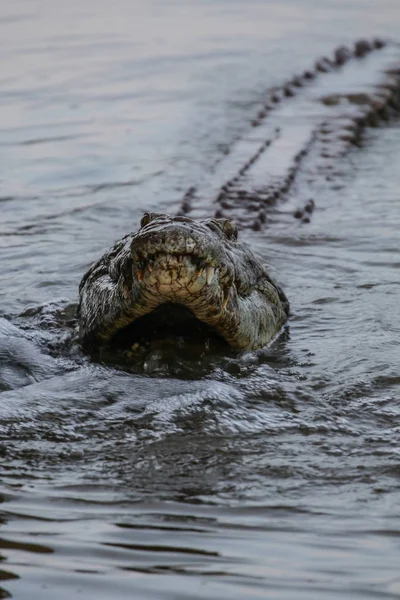 Nil Timsahı Avcılık Balık Nehri Kruger National Park Güney Afrika — Stok fotoğraf