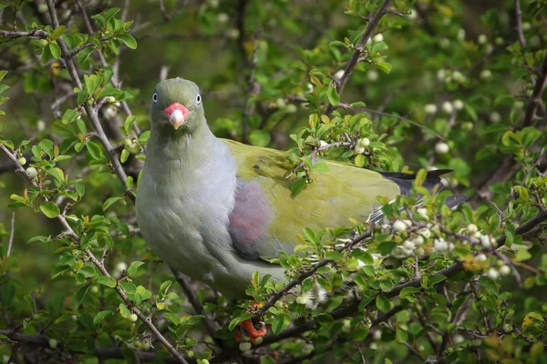 African green pigeon bird looking for food in bushes, Kruger National Park, South Africa