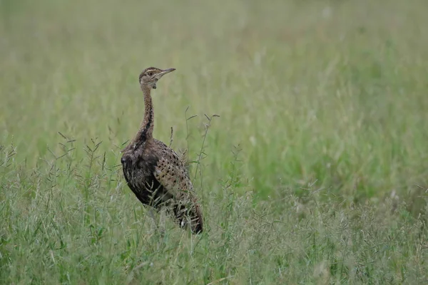 Feketehasú Korhaan Madár Hosszú Nyaka Vastag Legelő Kruger Nemzeti Park — Stock Fotó