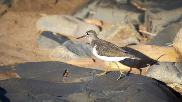 Sandpiper bird wading in shallow dam looking for food, Kruger National Park