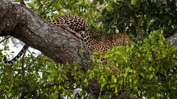 Leopard Äta Zebra Ben Träd Kruger National Park Sydafrika — Stockfoto