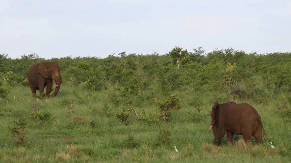 Elefante Africano Moviéndose Través Los Arbustos Forestales Busca Comida Parque — Foto de Stock