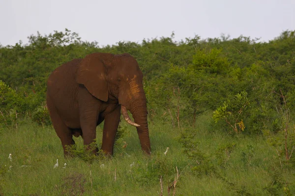 Elefante Africano Moviéndose Través Los Arbustos Forestales Busca Comida Parque — Foto de Stock