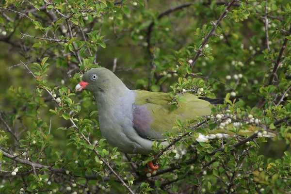 African green pigeon bird looking for food in bushes, Kruger National Park, South Africa
