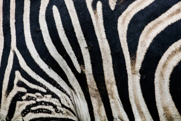 Zebra Mit Schwarz Weißen Streifen Muster Kruger Nationalpark Südafrika — Stockfoto