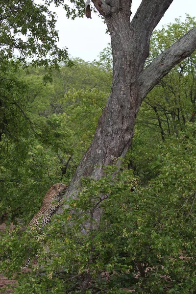 Leopard Urcând Copac Mare Picioare Puternice Parcul Național Kruger Africa — Fotografie, imagine de stoc