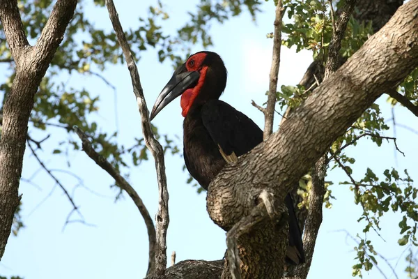 Bedrohter Erdhornvogel Baum Südafrika — Stockfoto