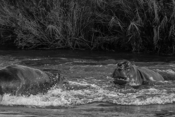 克鲁格国家公园 两只大领土河马在河水中寻找战斗 — 图库照片