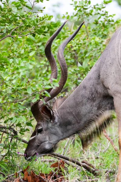 Kudu Antelope Eating Trees Bushy Area Kruger National Park South — Stock Photo, Image
