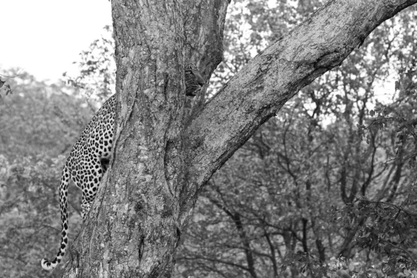 Leopard Climbing Big Tree Strong Legs Kruger National Park South — Stock Photo, Image